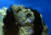 BASHIBA 3D projections on trees